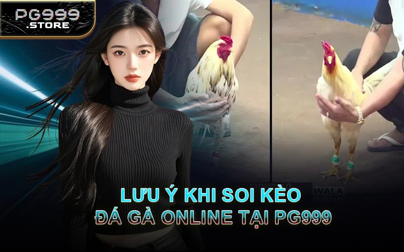 Lưu Ý Khi Soi Kèo Đá Gà Online Tại PG999