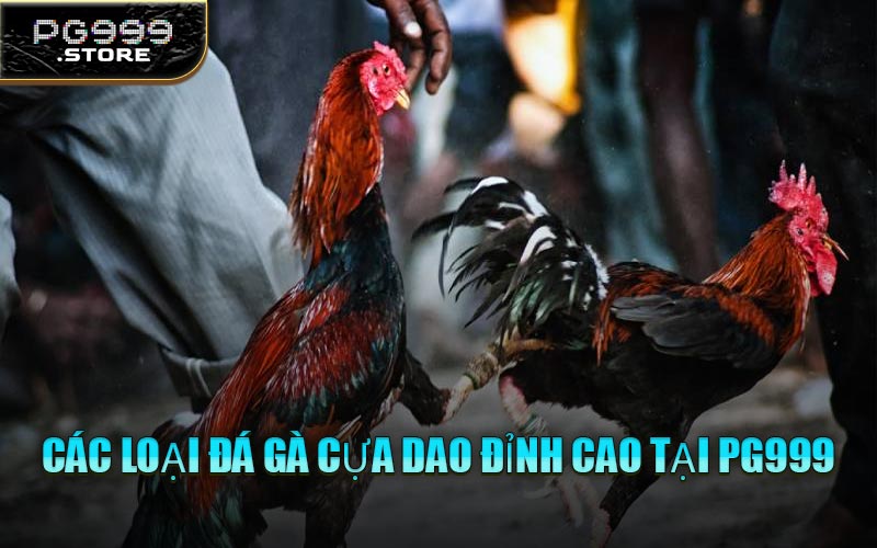 Các Loại Đá Gà Cựa Dao Đỉnh Cao Tại PG999
