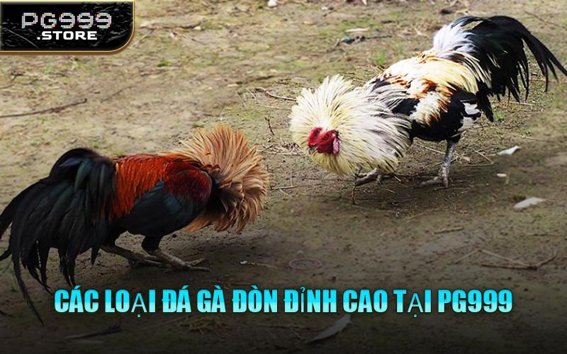 Các Loại Đá Gà Đòn Đỉnh Cao Tại PG999