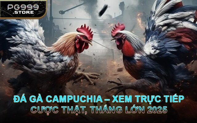 Đá Gà Campuchia – Xem Trực Tiếp, Cược Thật, Thắng Lớn 2025