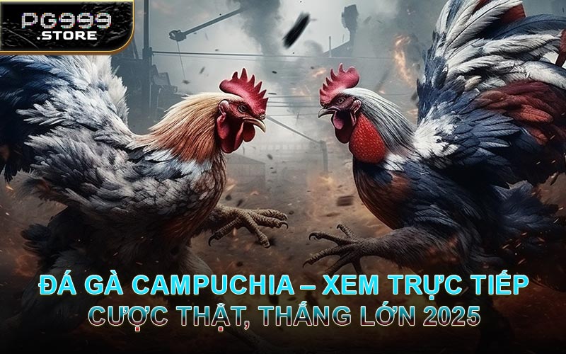 Đá Gà Campuchia – Xem Trực Tiếp, Cược Thật, Thắng Lớn 2025