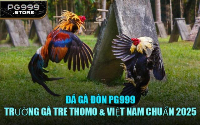 Đá Gà Đòn PG999 – Trường Gà Tre Thomo & Việt Nam Chuẩn 2025