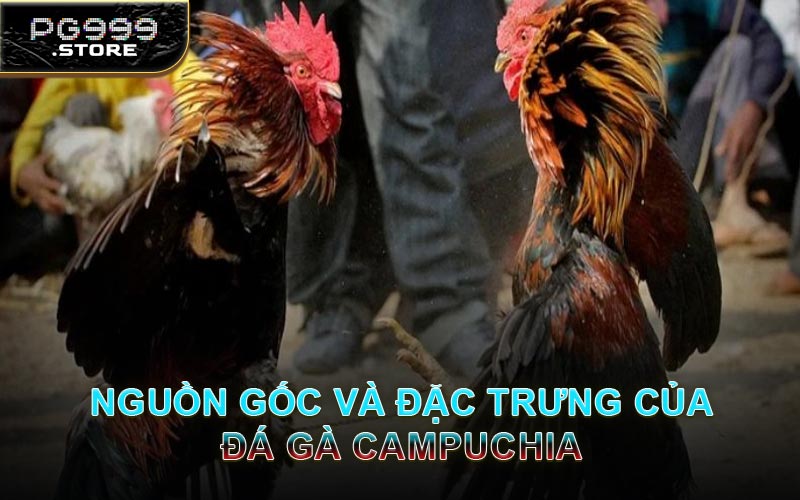 Nguồn Gốc Và Đặc Trưng Của Đá Gà Campuchia