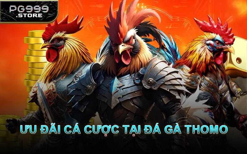 Ưu Đãi Cá Cược Tại Đá Gà Thomo