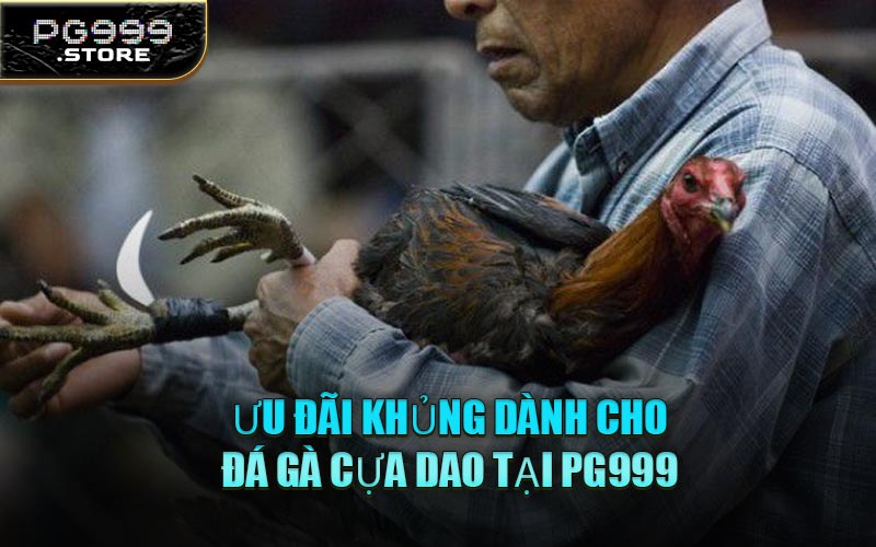 Ưu Đãi Khủng Dành Cho Đá Gà Cựa Dao Tại PG999