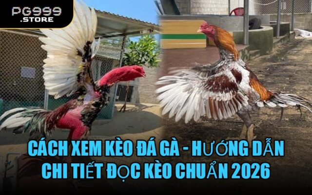 Cách Xem Kèo Đá Gà - Hướng dẫn chi tiết đọc kèo chuẩn 2026