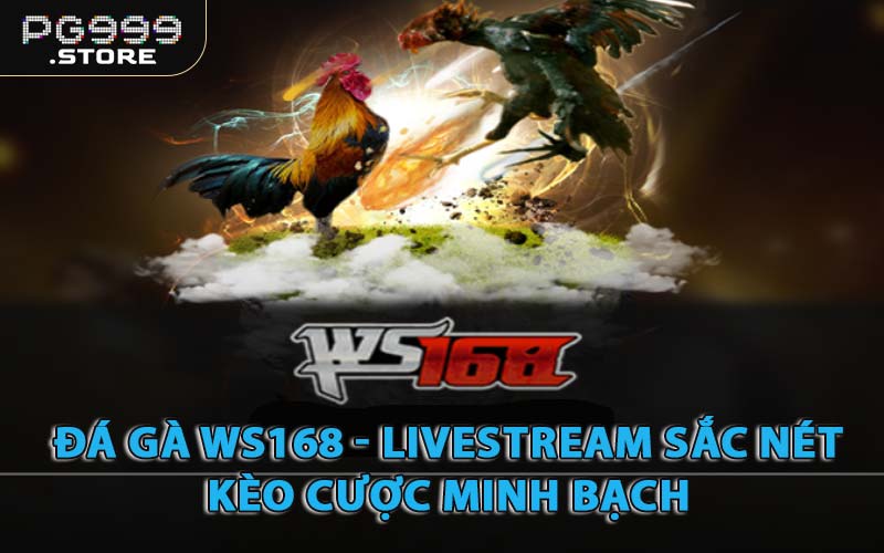Đá Gà WS168 - Livestream Sắc Nét, Kèo Cược Minh Bạch