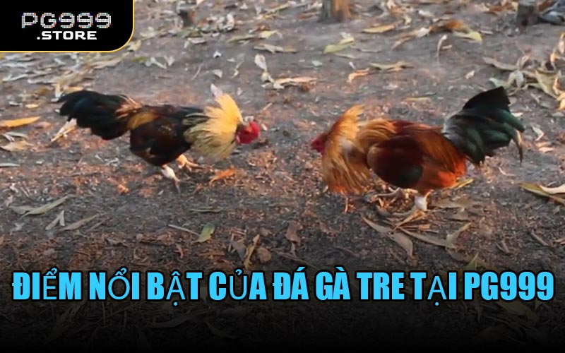 Điểm nổi bật của Đá Gà Tre tại PG999