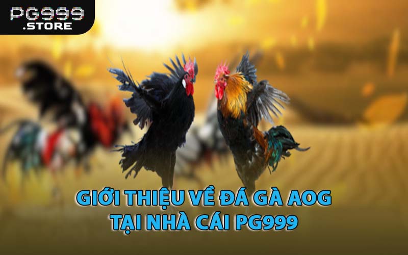 Giới Thiệu Về Đá Gà AOG Tại Nhà Cái PG999