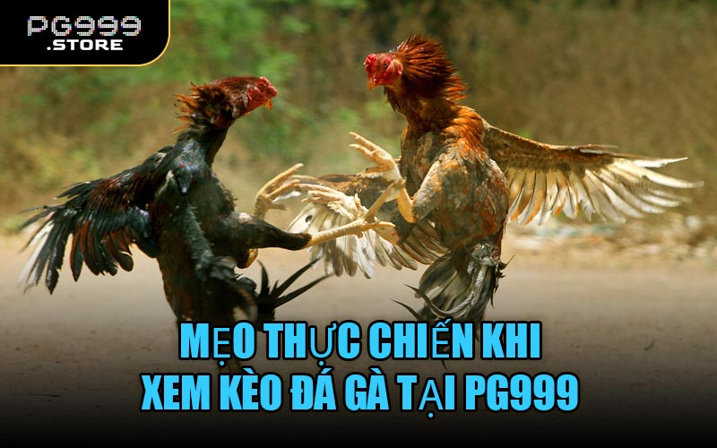 Mẹo thực chiến khi xem kèo đá gà tại PG999