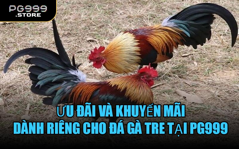 Ưu đãi và khuyến mãi dành riêng cho Đá Gà Tre tại PG999